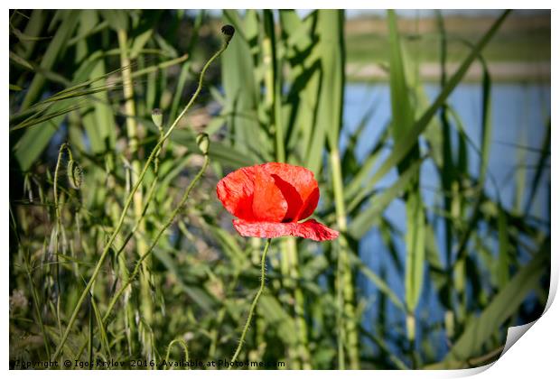 Poppy flower Print by Igor Krylov