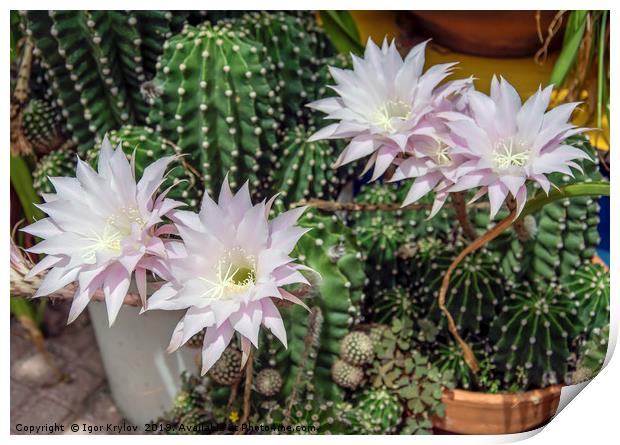 Flowers of cactus Print by Igor Krylov