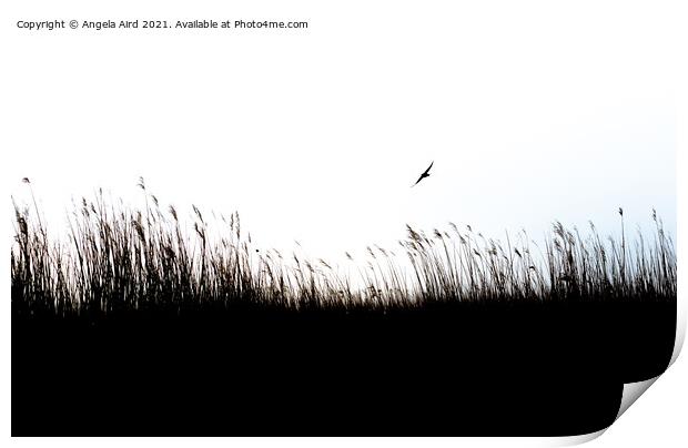 Reed Beds. Print by Angela Aird