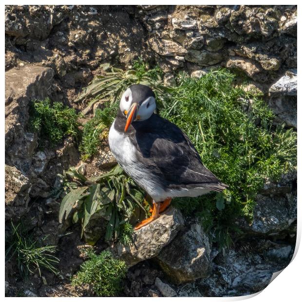 Puffin standing on a cliff face. Print by Angela Aird