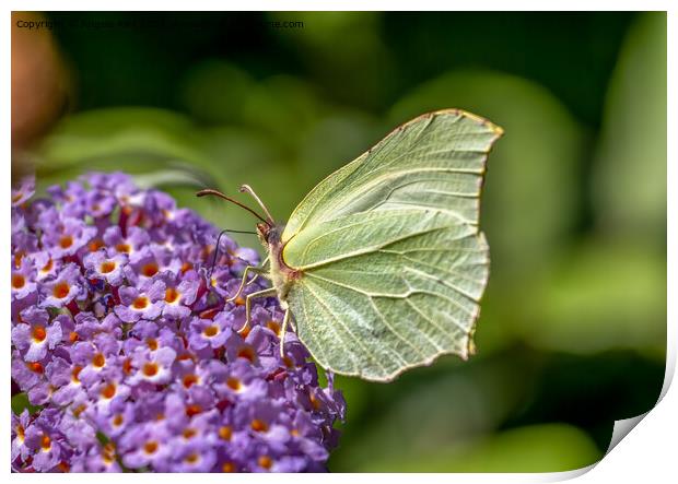  Common Brimstone Butterfly. Print by Angela Aird