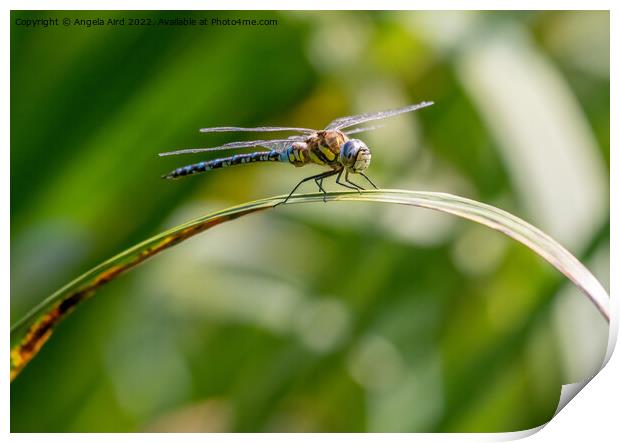 Common Hawker Darner. Print by Angela Aird