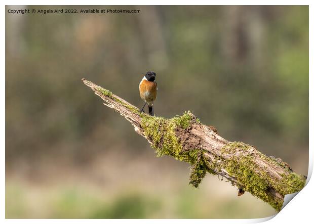 Stonechat. Print by Angela Aird