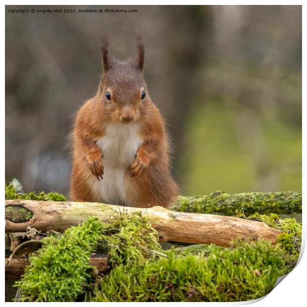 Red Squirrel. Print by Angela Aird