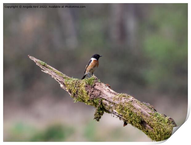 Stonechat. Print by Angela Aird