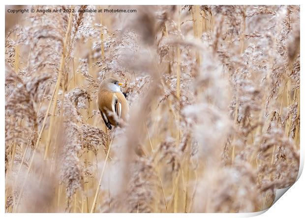 Bearded Tit. Print by Angela Aird