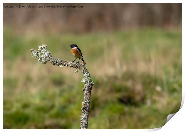 Stonechat. Print by Angela Aird