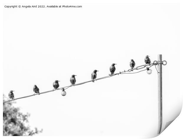 On the Wire.    Print by Angela Aird