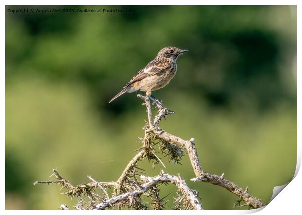 Stonechat. Print by Angela Aird
