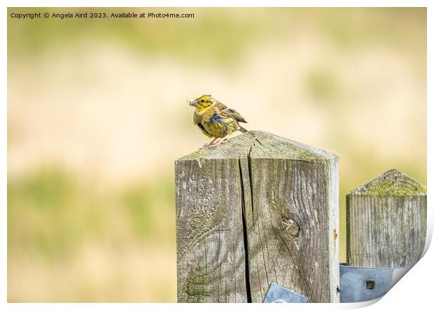  Yellowhammer. Print by Angela Aird