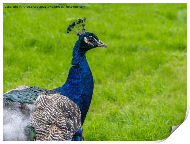 Peacock. Print by Angela Aird