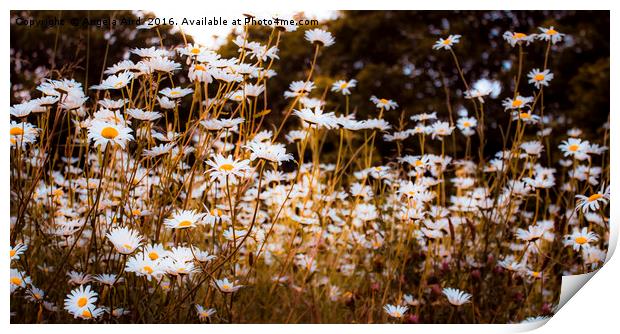 Summer Daisies Print by Angela Aird