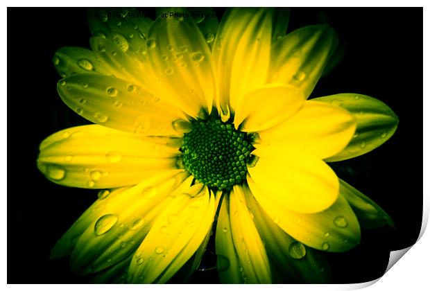 Chrysanthemum. Print by Angela Aird