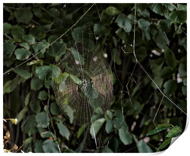 Spider Web. Print by Angela Aird