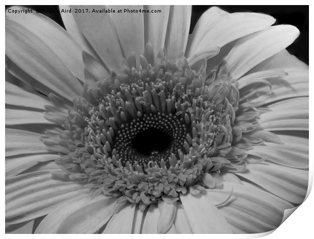 The Gerbera. Print by Angela Aird