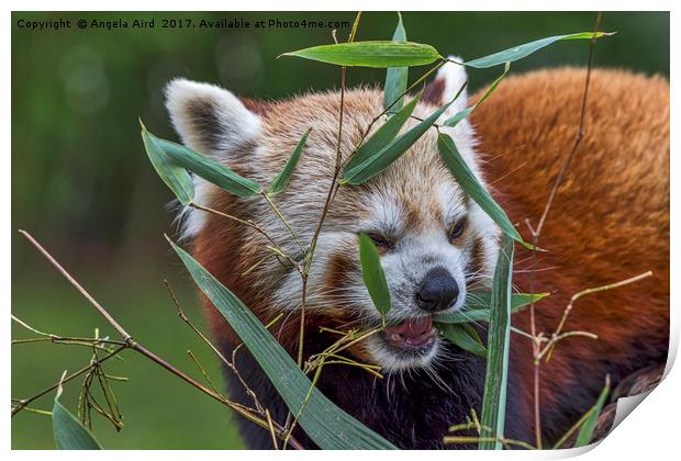 Red panda. Print by Angela Aird