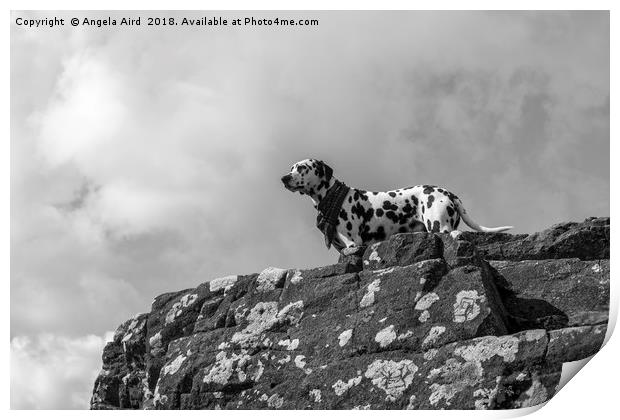 Dalmatian. Print by Angela Aird