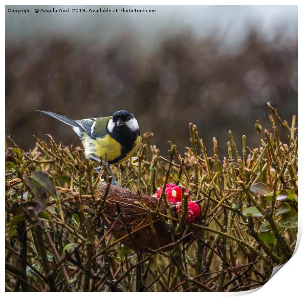 Great Tit. Print by Angela Aird