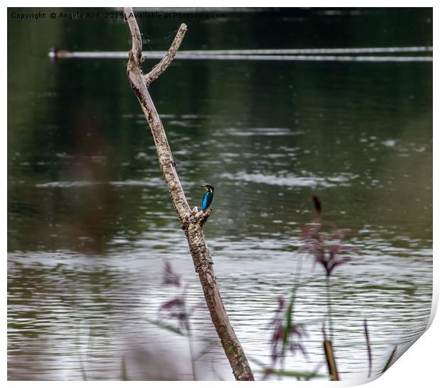 Kingfisher. Print by Angela Aird