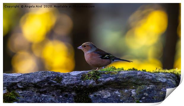 Chaffinch. Print by Angela Aird