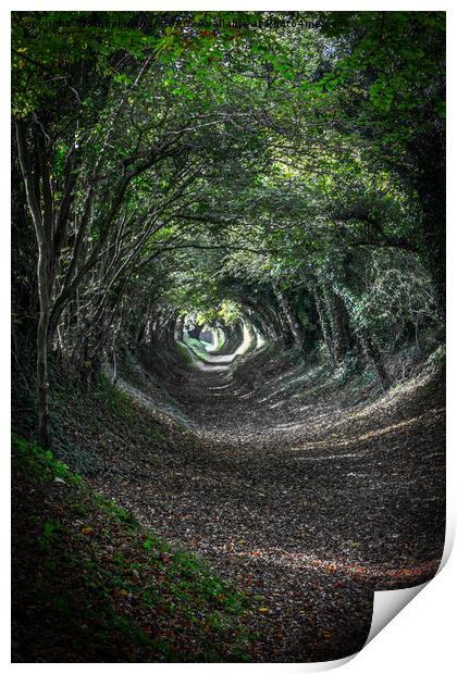 Tunnel of Trees. Print by Angela Aird