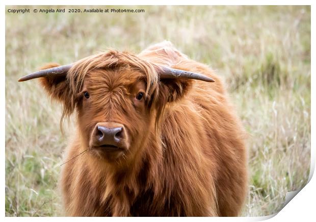 Highland Cow. Print by Angela Aird