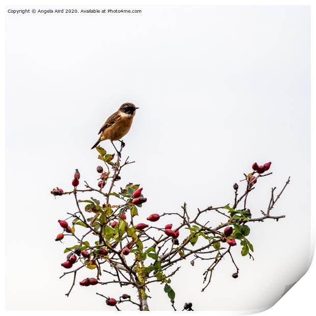 Stonechat. Print by Angela Aird