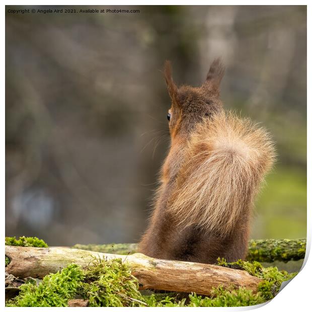 Red Squirrel. Print by Angela Aird