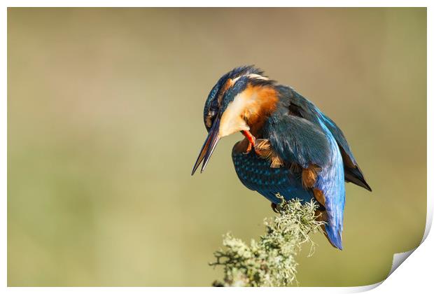 Kingfisher Itch Print by Calum Dickson