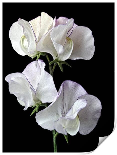 Sweet Peas Print by Henry Horton