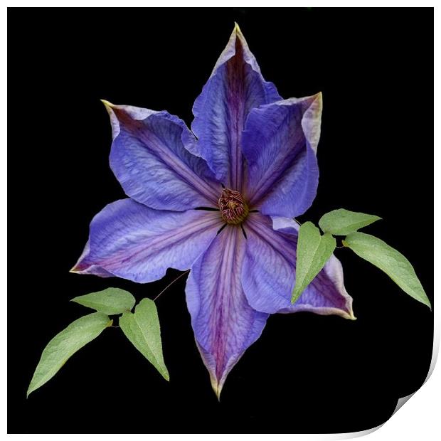 A garden clematis Print by Henry Horton