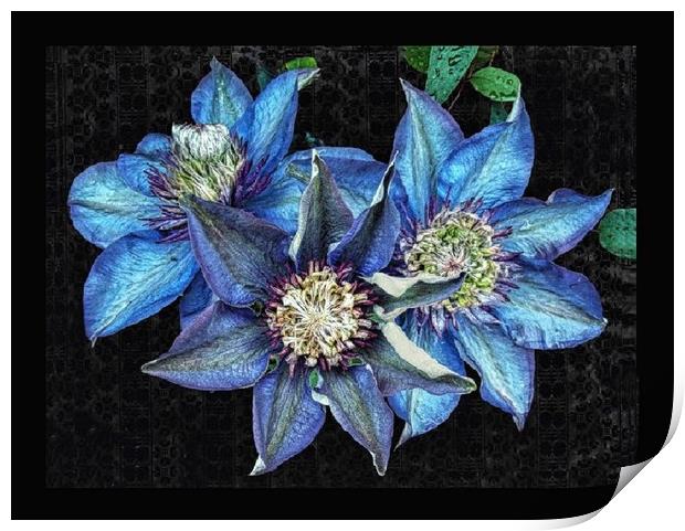 Trio of clematis Print by Henry Horton