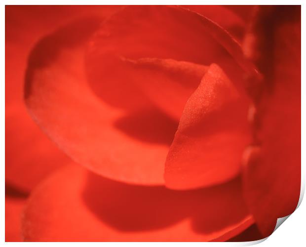 Macro Red Flower Print by Mark Baker