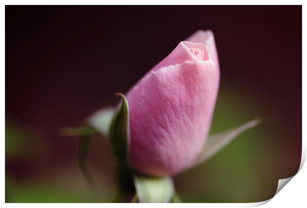 Diffuse Rose Print by Mark Baker