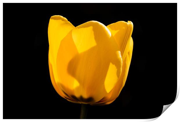Tulip in Darkness Print by Mark Baker