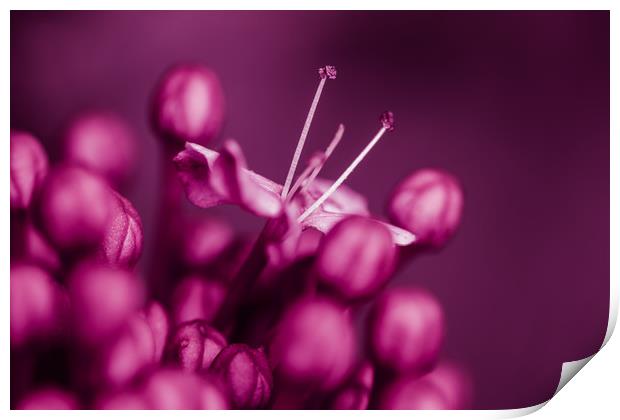 Lilac Flower Print by Mark Baker
