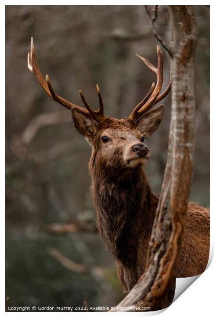 Regal Red Deer Stag in Glen Etive Print by Gordon Murray