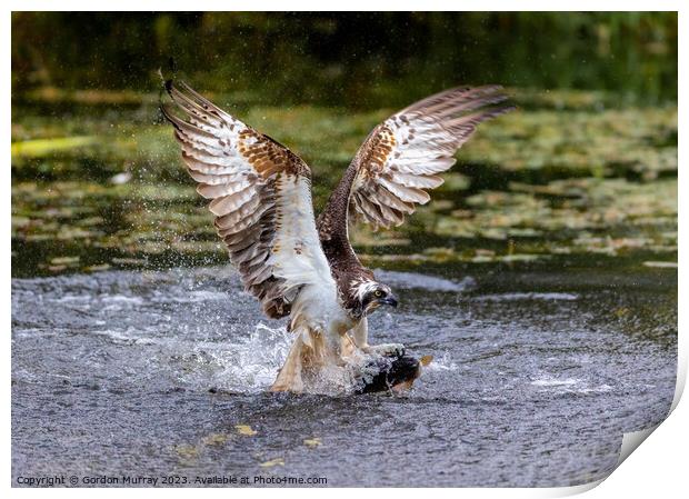 Osprey catching a Rainbow Trout Print by Gordon Murray