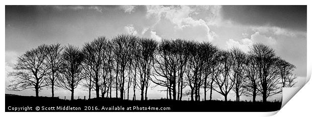 Trees on the skyline Print by Scott Middleton