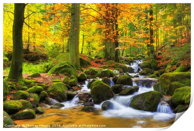 Autumn in the forest Print by Thomas Herzog