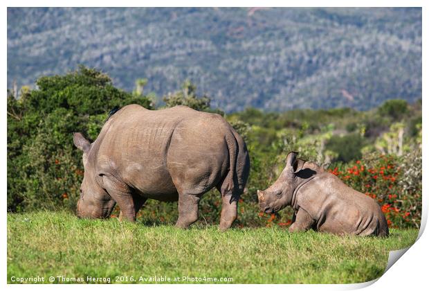 Mom and babe Rhino Print by Thomas Herzog