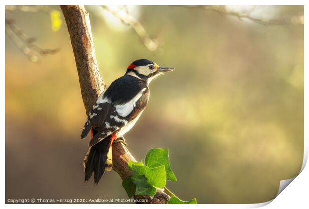 Great spotted Woodpecker Print by Thomas Herzog