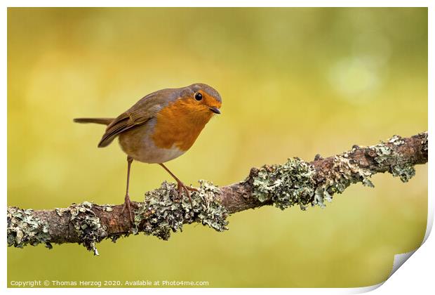 Robin at a brunch with lichen Print by Thomas Herzog