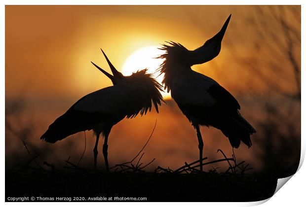 Clattering in the sunset Print by Thomas Herzog