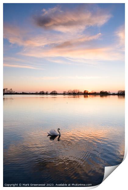Swan At Sunset Print by Mark Greenwood