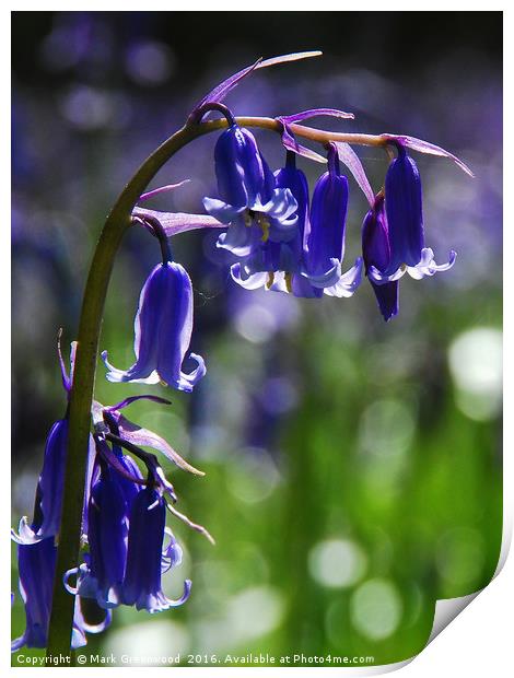 Idyllic Spring Bluebells Print by Mark Greenwood