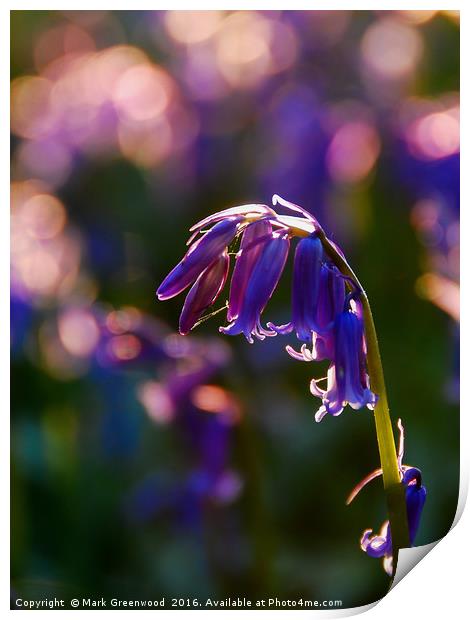 Bluebell Heart Print by Mark Greenwood