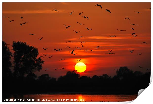 Sunset Flight at Wilstone Reservoir Print by Mark Greenwood