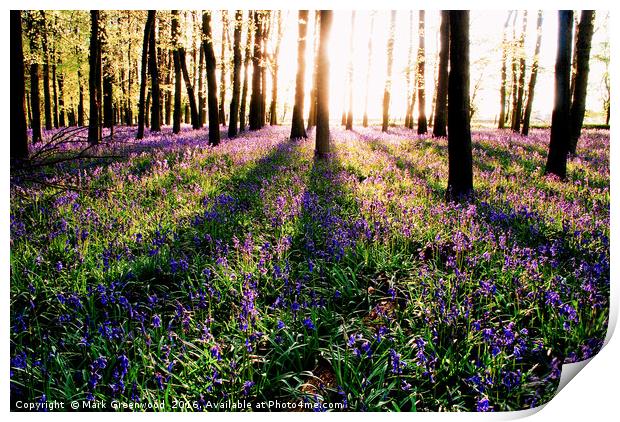Enchanting Bluebell Forest Print by Mark Greenwood