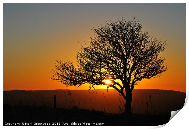 Tree Silhouette at Sunset Print by Mark Greenwood